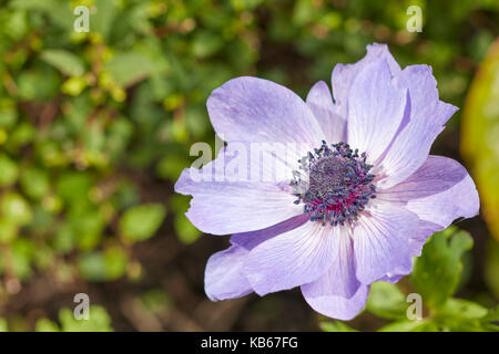 Fleur d'anémone de pavot. Nom scientifique: Anemone coronaria. Banque D'Images