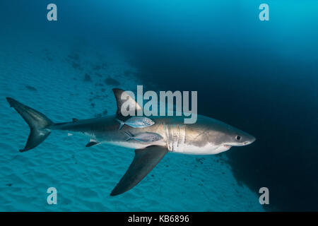 Grand requin blanc et carangues jacks, Neptune, Australie du Sud. Banque D'Images