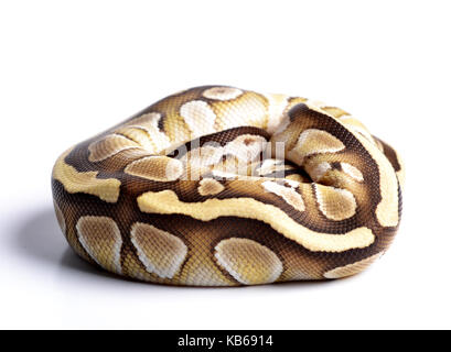 Une boule de python (Python regius) balled jusqu'en studio avec un fond blanc. Banque D'Images