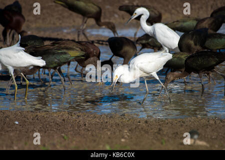 Aigrettes neigeuses, (egrtta thula), et l'Ibis à face blanche, (Plegadis chihi), de recherche de nourriture dans un marais de séchage à Bosque del Apache National Wildlife Refuge, n.m. Banque D'Images