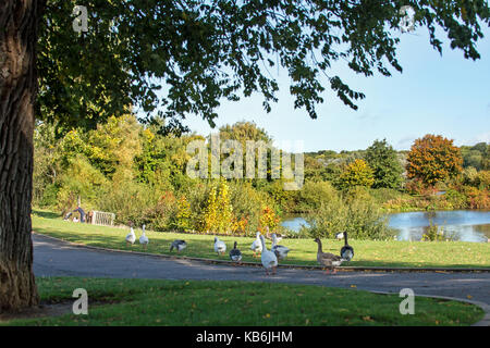 Les oies se dandinent dans ferry meadows lors d'un automne PETERBOROUGH Banque D'Images
