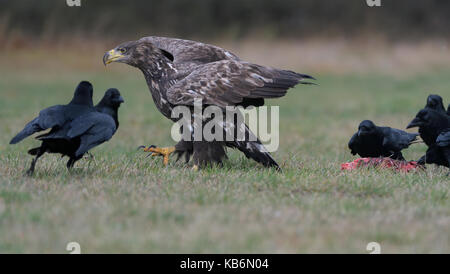 Pygargue à queue blanche avec raven lors d'une place dans la forêt. Banque D'Images