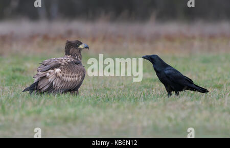 Pygargue à queue blanche avec raven lors d'une place dans la forêt. Banque D'Images