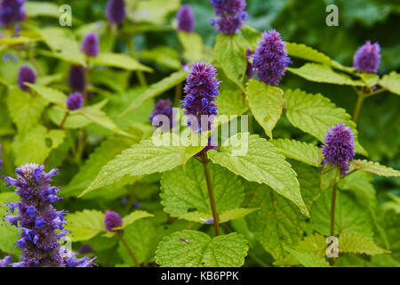 Fleur de montagne mint Banque D'Images