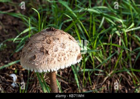 Cueillette de champignons d'automne - macrolepiota procera. matin dans la prairie. vue rapprochée d'une éponge Banque D'Images