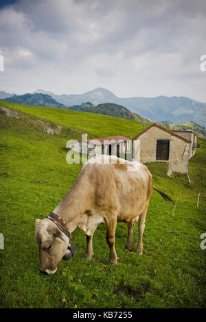 Vache dans les pâturages de la Vallée de Taleggio, Lombardie, Italie Banque D'Images