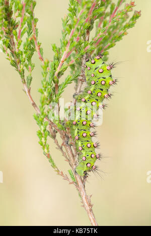 Petit papillon empereur (saturnia pavonia) sur une plante, les Pays-Bas, l'Overijssel, raalte, boetelerveld Banque D'Images