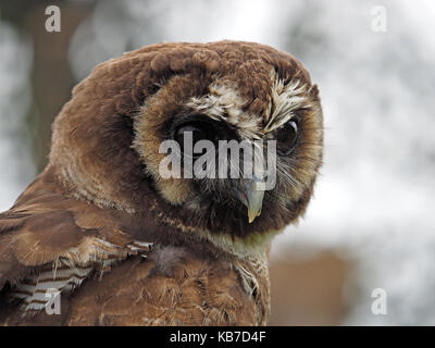 D'Asie en captivité Brown Owl Strix leptogrammica (bois) à un centre de fauconnerie en Angleterre Banque D'Images