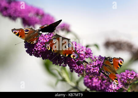 Quatre Européens sur un paon Buddleja davidii Banque D'Images