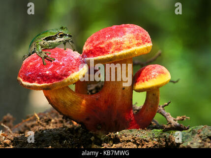 Une grenouille d'arbre au-dessus d'un champignon rouge Banque D'Images