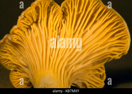 Chanterelles jaunes Banque D'Images