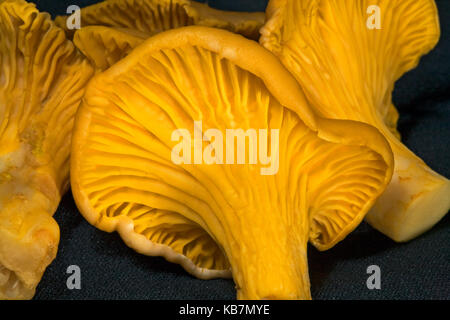 Chanterelles jaunes Banque D'Images