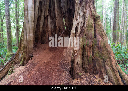 Cèdre rouge creux sentier Willowbrae sur l'île de Vancouver en forêt tropicale Banque D'Images