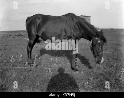 AJAXNETPHOTO. 1903. Le CANADA, l'emplacement exact inconnu. - L'ANNOTATION SUR LA PLAQUE DE VERRE "DOLLY'. Photographe:Inconnu © COPYRIGHT DE L'IMAGE NUMÉRIQUE PHOTO VINTAGE AJAX AJAX BIBLIOTHÈQUE SOURCE : VINTAGE PHOTO LIBRARY COLLECTION REF:AVL 1773 Banque D'Images