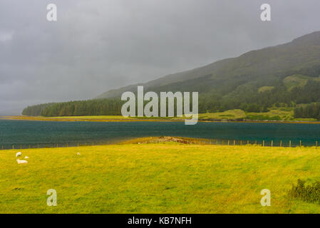 Moutons dans un pré de la belle île de Skye en Ecosse, Royaume-Uni Banque D'Images