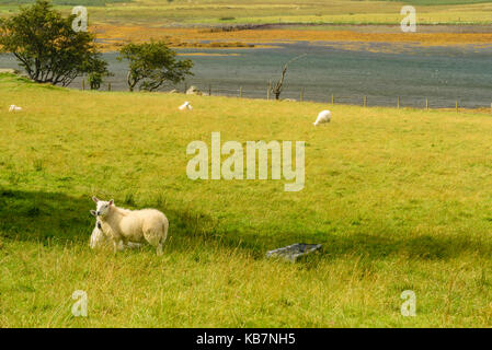 Moutons dans un pré de la belle île de Skye en Ecosse, Royaume-Uni Banque D'Images