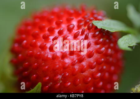 fruit de la macro Banque D'Images