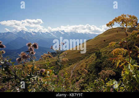 Les plantes de montagnes du Caucase en Géorgie Banque D'Images