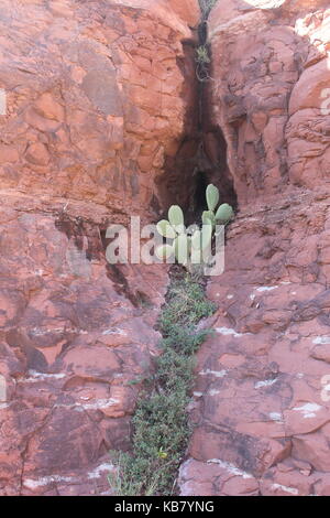 Cactus dans rock Banque D'Images