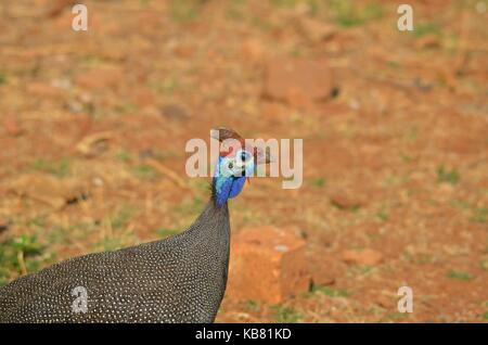 Close-up of a la pintade à l'état sauvage - parc national de Pilanesberg, North West, Afrique du Sud Banque D'Images