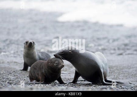 Les jeunes otaries à fourrure antarctiques Arctocephalus gazella St Andrews Bay Géorgie du Sud Janvier Banque D'Images