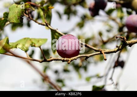 Prune mûre coincé dans les branches d'un arbre. Banque D'Images