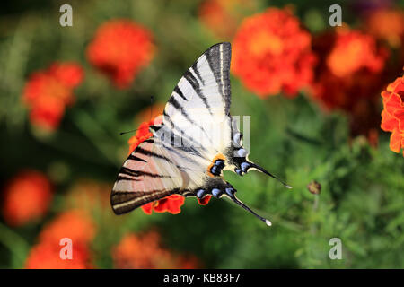 Belle tiger swallowtail butterfly sur une fleur de souci Banque D'Images