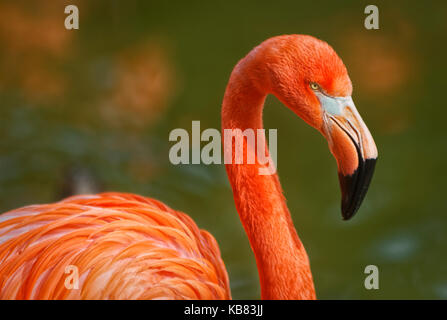 Flamingo portrait montrant la tête du bec le cou et la partie du corps avec l'arrière-plan flou Banque D'Images