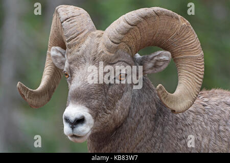 Close-up of a Big Horn Sheep dans le parc national de glacier dans le Montana Banque D'Images