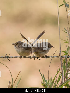 Beau mâle de couleur wren assis sur un bout de fil en Australie. Banque D'Images