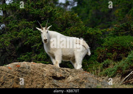 Une femme blanche la chèvre de montagne (Oreamnos americanus) ; sur un éperon rocheux à la recherche de l'avant dans le parc national Jasper, Alberta,Canada Banque D'Images