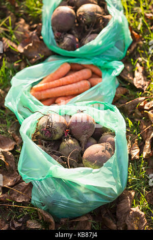 Les légumes d'hiver dans des sacs en plastique - carottes, betteraves à l'herbe avec des feuilles Banque D'Images