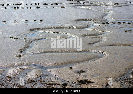 Les canaux de drainage de la boue dans l'estuaire à marée basse. Banque D'Images