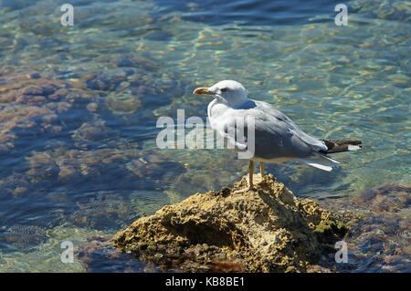 Yellow-legged Gull (Larus michahellis) debout sur un rocher en mer méditerranée Banque D'Images