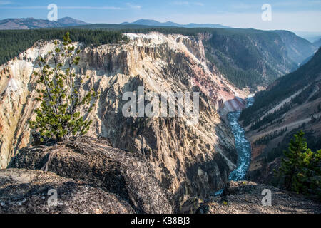 Canyon de Yellowstone et arbre isolé donnant sur la rivière Yellowstone d'artistes View Point Banque D'Images