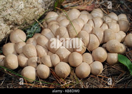 Lycoperdon pyriforme, communément connue sous le nom de vesse-de ou en forme de poire vesse-de souche, est un champignon saprophytes présents dans une grande partie du monde. Banque D'Images