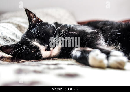 Un jeune chat dormant sur un canapé à la maison, doux et beau. Banque D'Images
