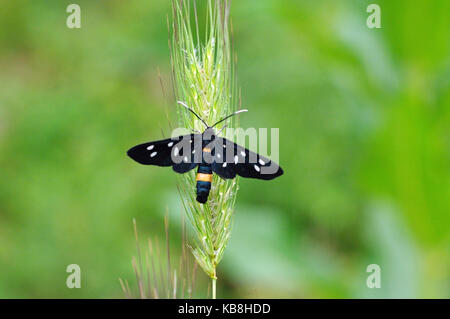 C'est le papillon amata phegea (syn. syntomis phegea), les neuf points d'amphibien Banque D'Images