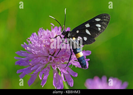 C'est le papillon amata phegea (syn. syntomis phegea), les neuf points d'amphibien Banque D'Images