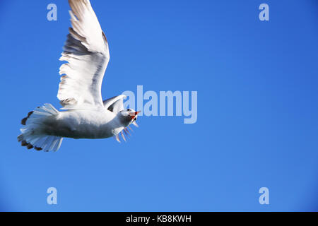 Seagull flying blue sky isolés Banque D'Images