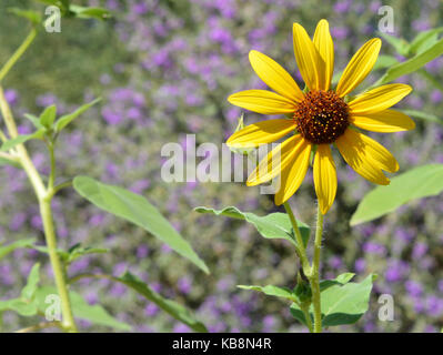 La Fleur du désert, sweet coneflower rudbeckia triloba Banque D'Images