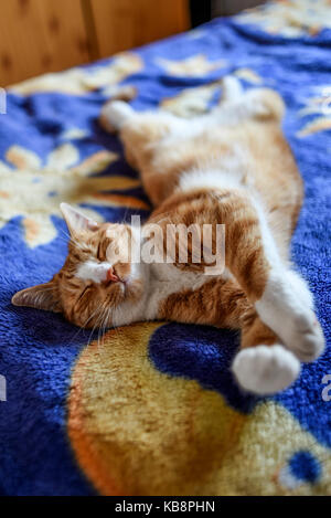 Un jeune chat couché dans un drôle de poser sur la table. Banque D'Images