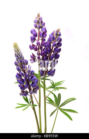 Libre de lupins violet avec longue tige sur fond blanc Banque D'Images