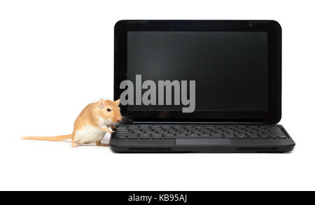 Du vrai gingembre, debout près de la souris pour ordinateur portable moderne noir sur fond blanc Banque D'Images