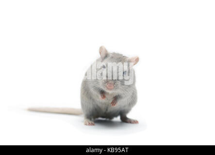 Joli gris souris debout sur fond blanc Banque D'Images