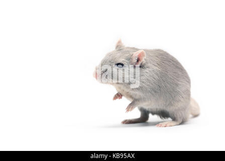 Joli gris souris debout sur fond blanc Banque D'Images