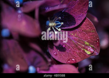 Magie pourpre violet hortensia hydrangea macro avec une goutte d'eau Banque D'Images