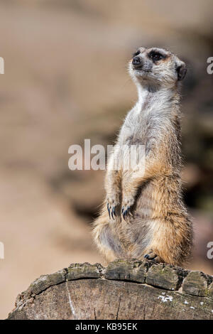 Meerkat / suricate (Suricata suricatta) à l'affût, agissant comme une sentinelle à l'affût de danger Banque D'Images