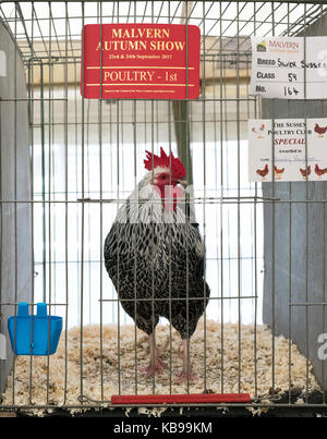 Coq Sussex d'argent dans une cage d'être illustré avec un premier prix à l'automne de Malvern show. Worcestershire, Royaume-Uni Banque D'Images