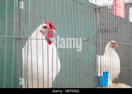 Dans les cages des poules wyandotte blanche présentée à l'automne de Malvern show. Worcestershire, Royaume-Uni Banque D'Images